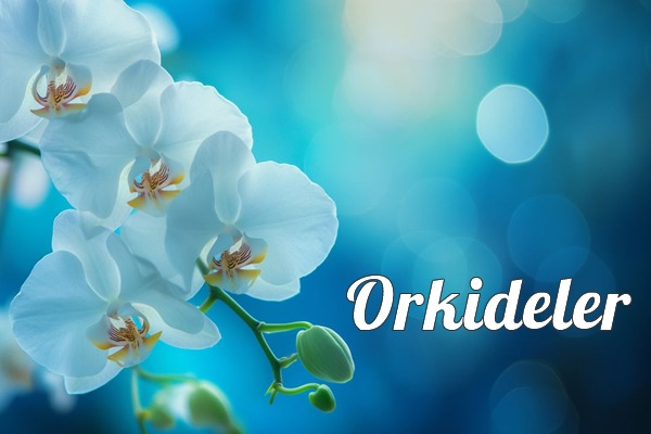 Orkidelerimize Bu kategoriden ulaşabilirsiniz