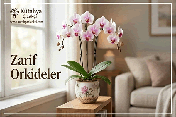 Orkidelerimize Bu kategoriden ulaşabilirsiniz