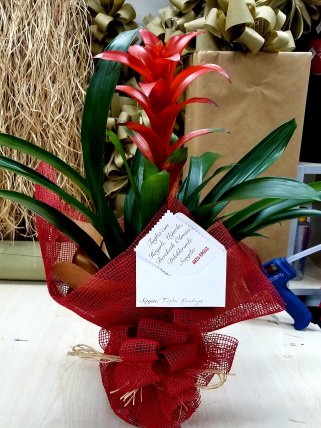 Kütahya Çiçekçi Orta Boy Guzmania