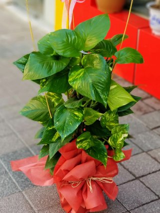 Orta Boy Potas Kütahyada Çiçekçi
