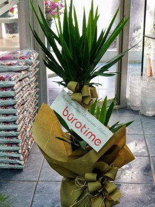 Kütahya Çiçekçi İkili Yucca