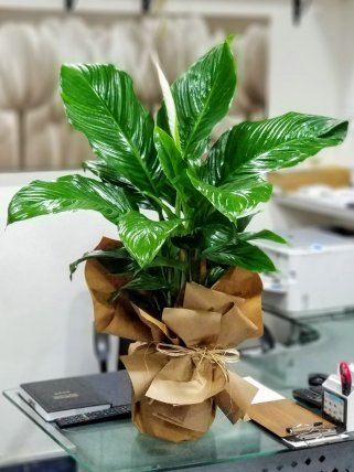 Büyük Boy Barış Çiçeği Spathiphyllum