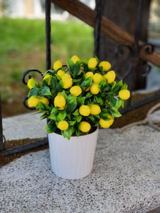Minik Limon Ağacı