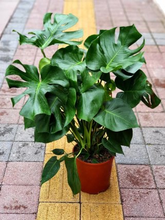 Deve Tabanı Monstera