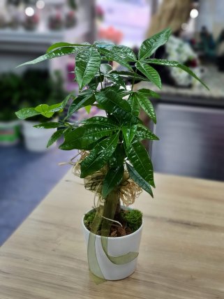 Pachira Para Ağacı Bitkisi Kütahya Çiçekçi