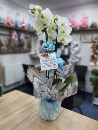 Orkide Erkek Bebek İçin