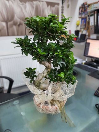 S Gövde Bonsai