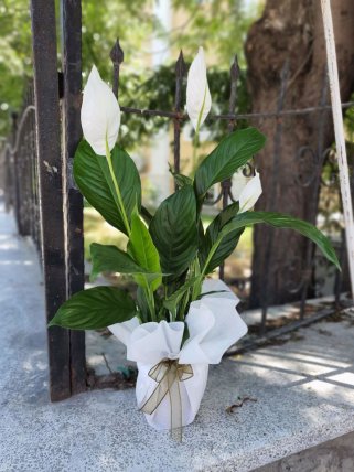 Kütahya Çiçekçi Orta Boy Spathiphyllum Çiçeği