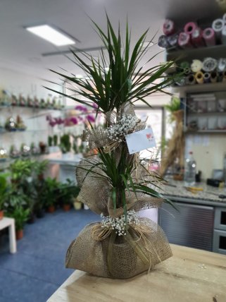 Büyük Boy Marginata Çiçeği