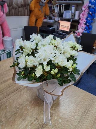 Kütahya ya Çiçek Beyaz Açelya