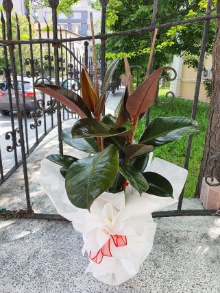 İkili Kauçuk