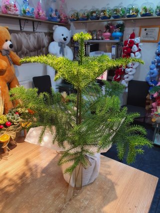 Salon Çamı Arakorya Kütahya Çiçekçi