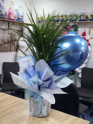 Balonlu Saksı Çiçeği