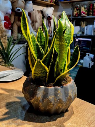 Kılıç Çiçeği (Sansevieria), Kütahya çiçekçi
