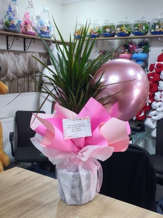 Kütahya Çiçekçi Kız Bebek Çiçeği