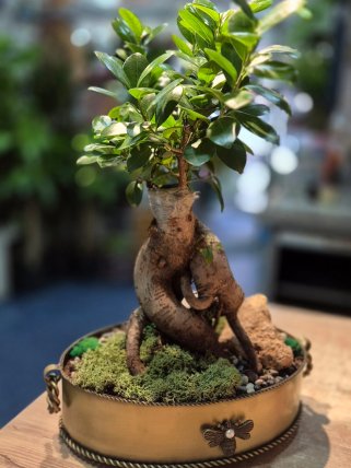 Kütahya Bonsai