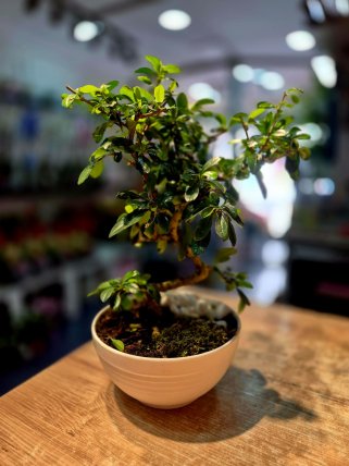 S Gövde Bonsai