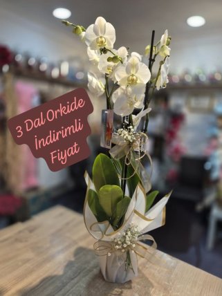 Üç Dal Beyaz Orkide