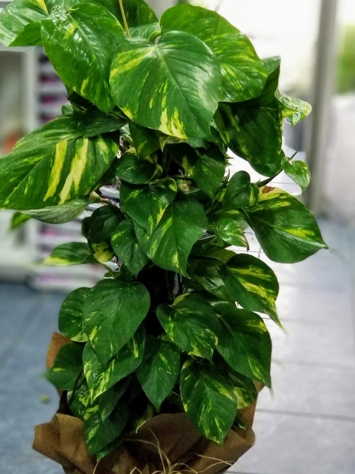 Kütahya Çiçek Gönderimi Büyük Boy Potas