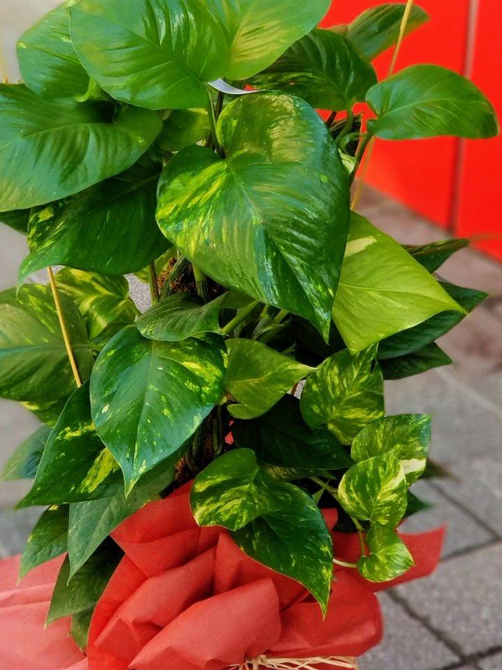 Orta Boy Potas Kütahyada Çiçekçi