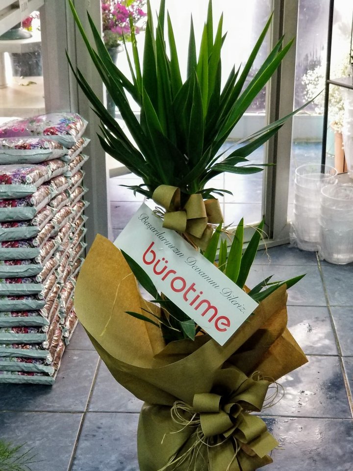 Kütahya Çiçekçi İkili Yucca