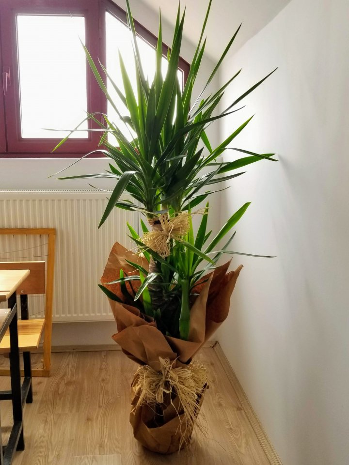 Üçlü Yucca Çiçeği