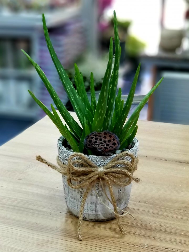 Aloa Vera Seramik Saksıda Kütahya Çiçekçi