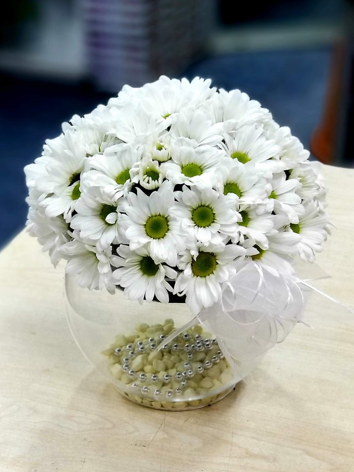 Fanusta Papatya Küresi