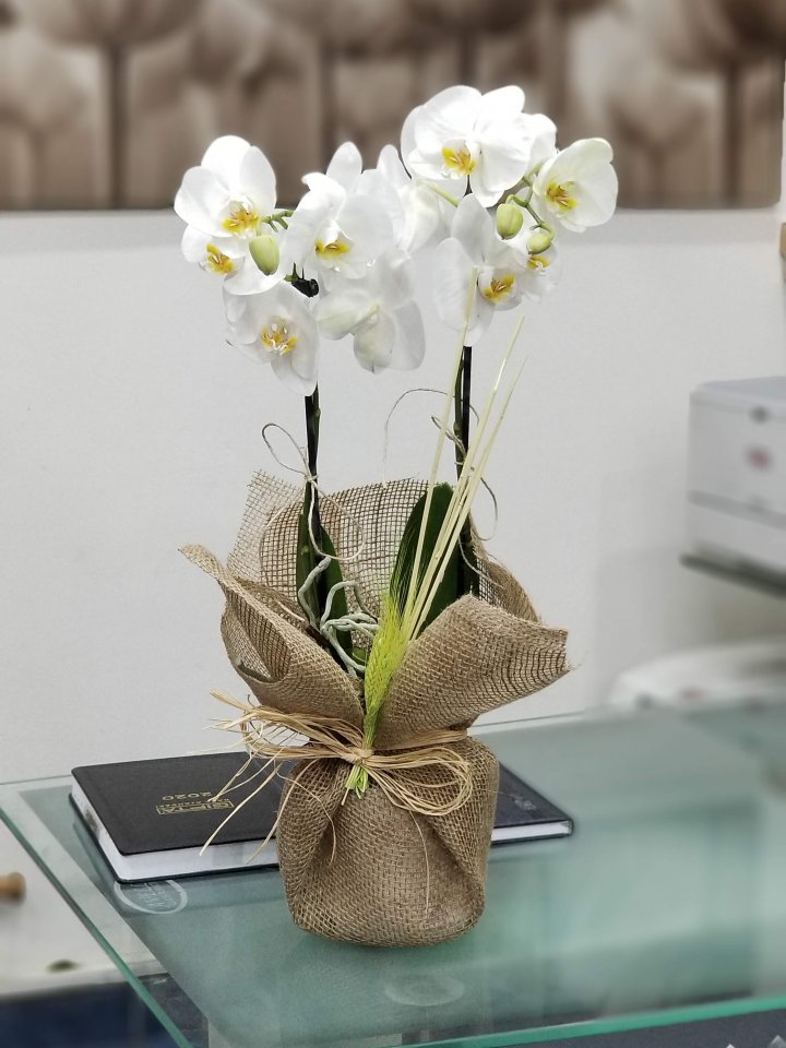 İki Dal Beyaz Orkide Kütahya Lale Çiçek 