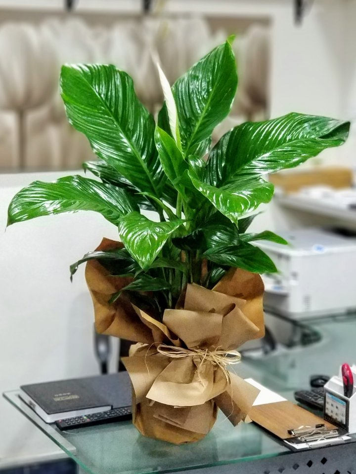 Büyük Boy Barış Çiçeği Spathiphyllum