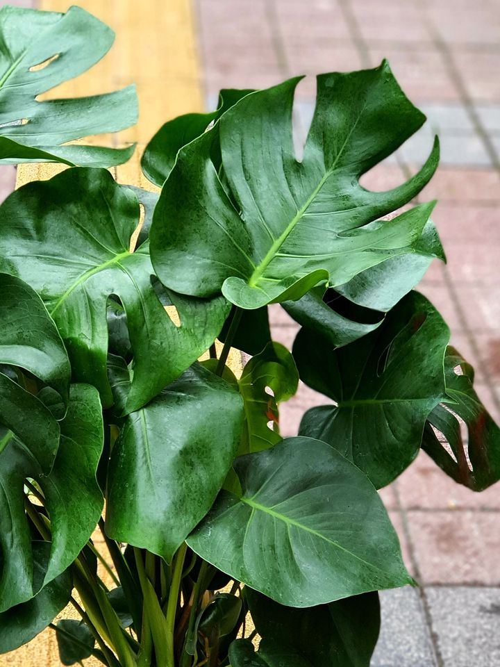 Deve Tabanı Monstera