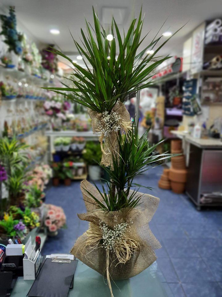 Kütahya Çiçekçi Üçlü Marginata