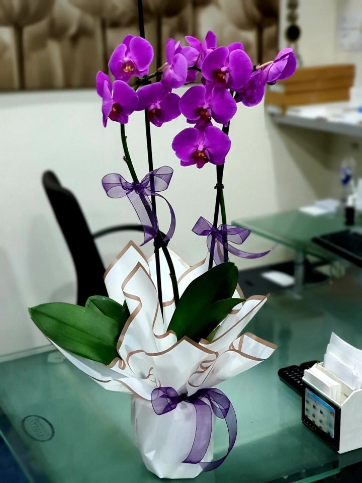 Kütahya Çiçekçi İkili Mor Orkide