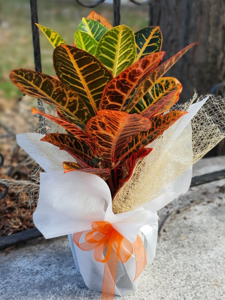 Craton Bitkisi Kütahya Çiçekçi