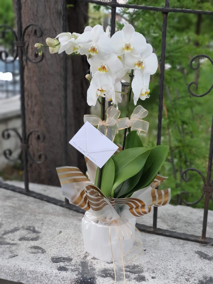 İkili Beyaz Orkide Kütahya Orkide