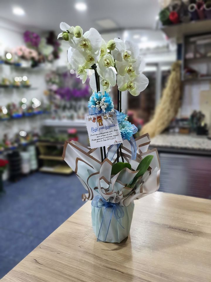 Orkide Erkek Bebek İçin