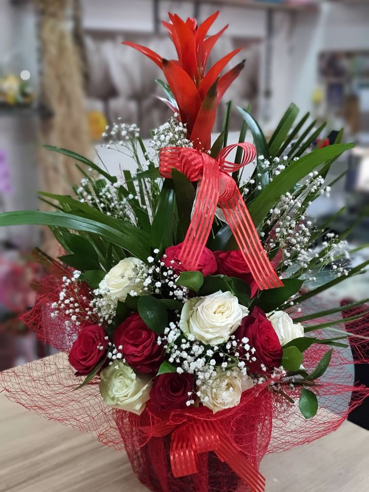 Büyük Boy Guzmania