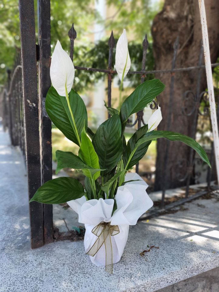 Kütahya Çiçekçi Orta Boy Spathiphyllum Çiçeği
