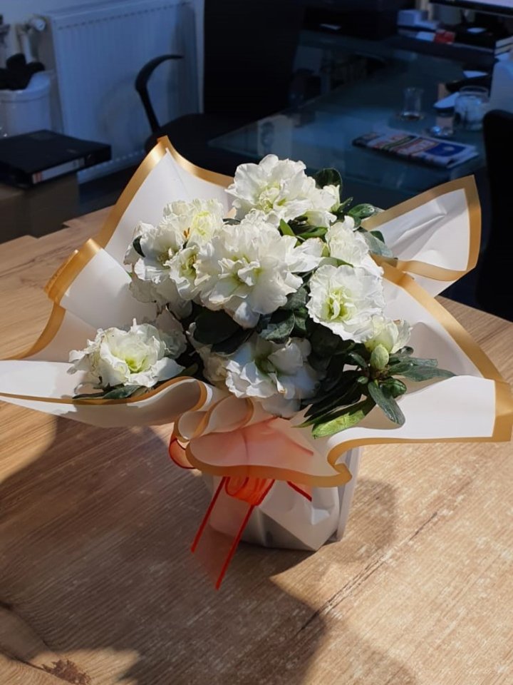 Kütahya ya Çiçek Beyaz Açelya