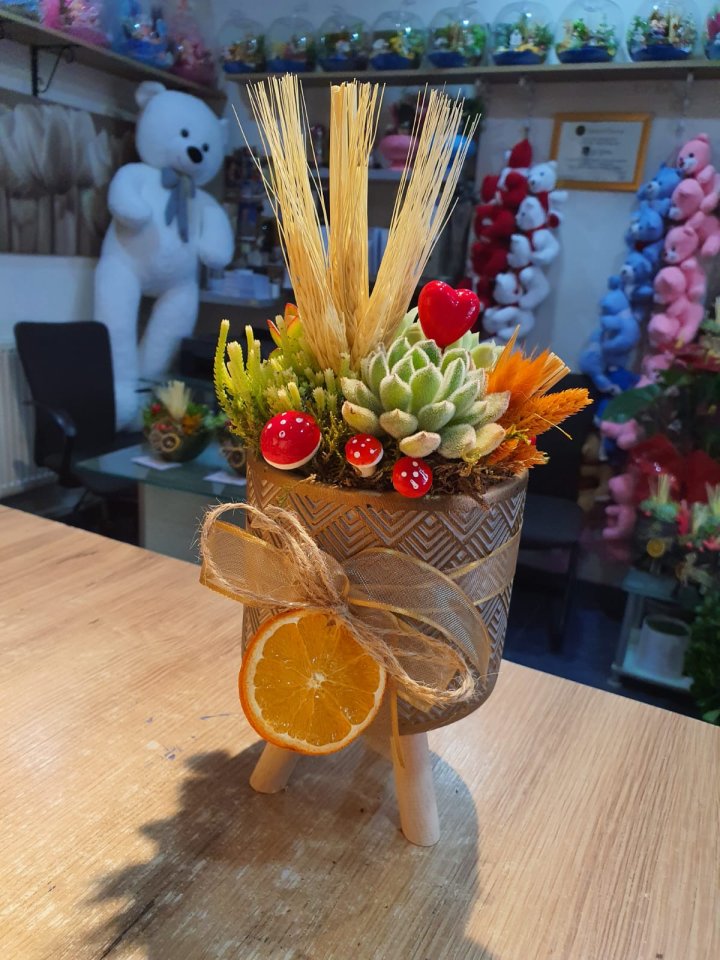 Howartia Zebrina - Kütahya çiçekçi