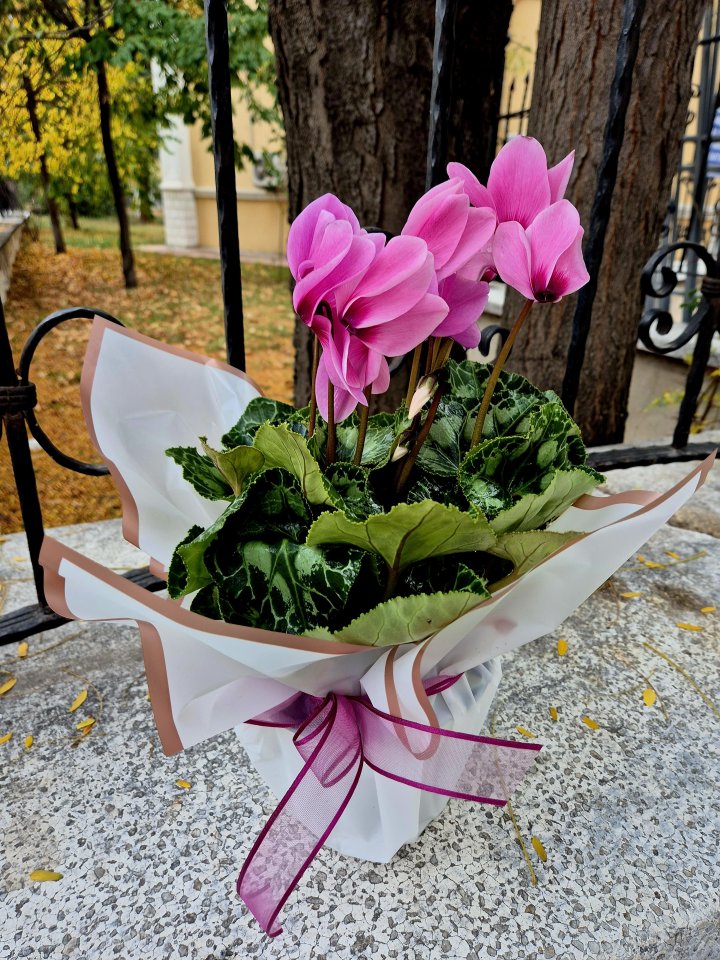 Sıklamen Tavşan Kulağı Kütahya Çiçekçi