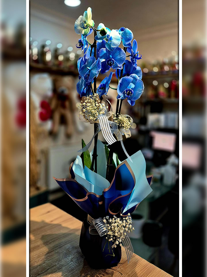 Kütahya çiçekçi Mavi Orkide