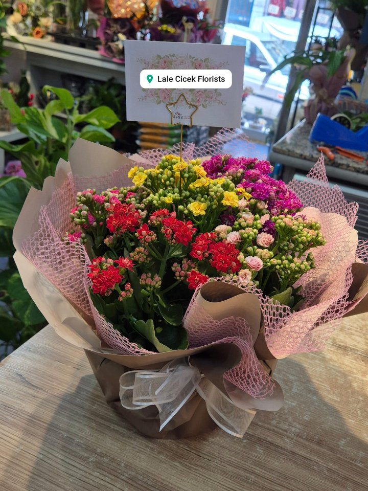 Renkli Kalandiva Çiçeği