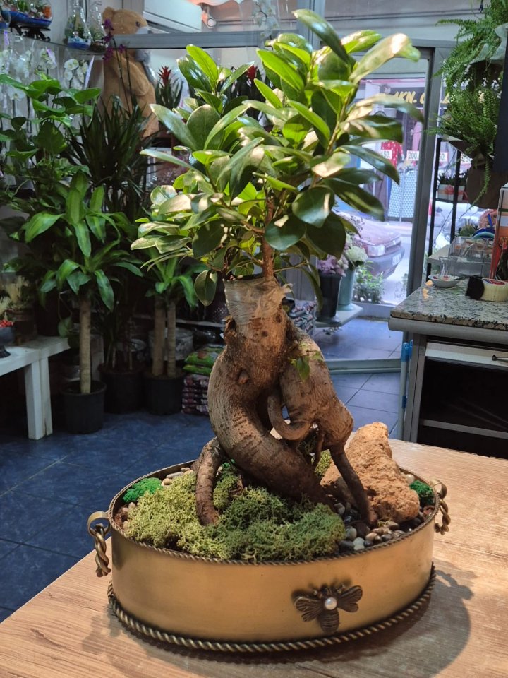 Kütahya Bonsai