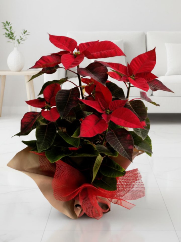 Büyük Boy Atatürk Çiçeği