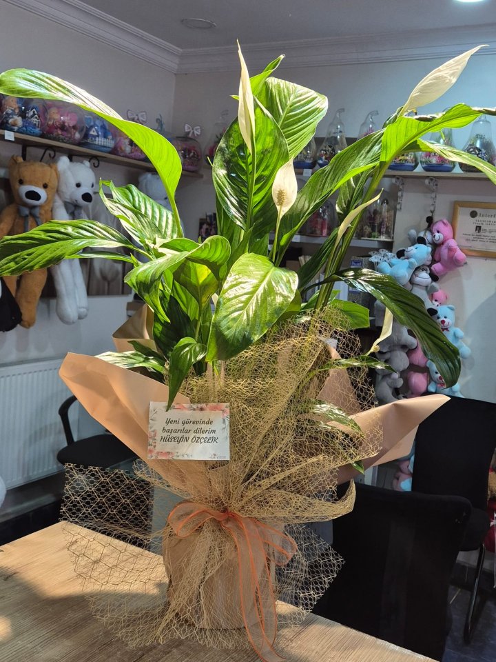 Büyük Boy Barış Çiçeği Spathiphyllum