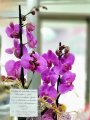 Çiçekçi - İkili Mor Orkide