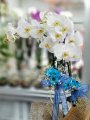 Çiçekçi - Orkide Erkek Bebek İçin