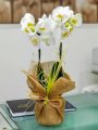 Çiçekçi - İki Dal Beyaz Orkide