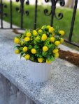 Çiçekçi - Minik Limon Ağacı